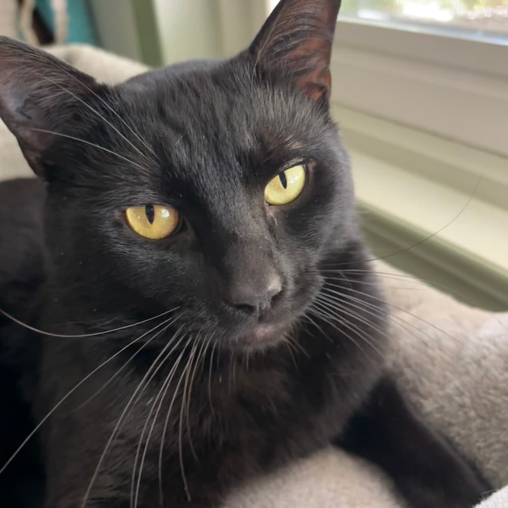 Kibble - Domestic Shorthair cat available for adoption at Vancouver Orphan Kitten Rescue Association in Vancouver