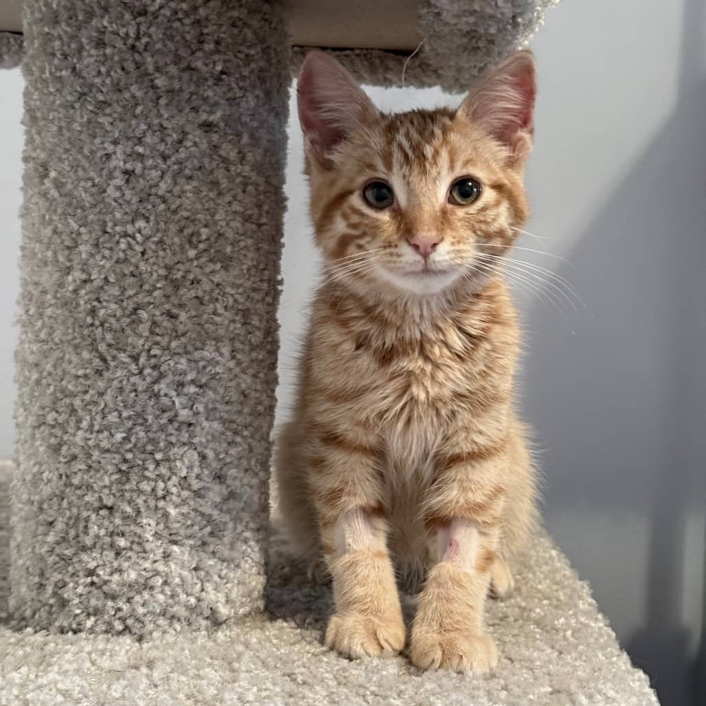 Scallop - Domestic Shorthair available for adoption