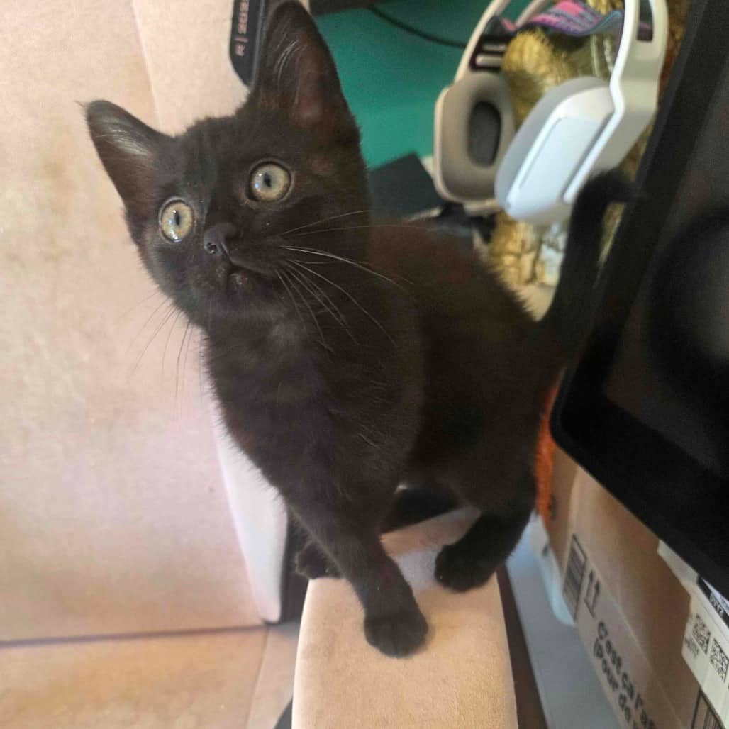 Pequin - Domestic Shorthair cat available for adoption at Vancouver Orphan Kitten Rescue Association in Vancouver