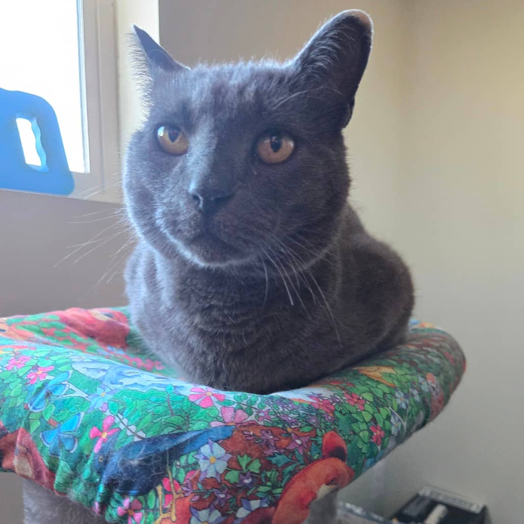 Kinglet - Domestic Shorthair available for adoption