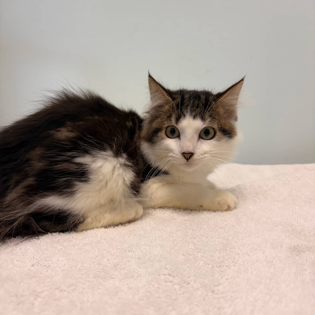 Harvey - Domestic Medium Hair cat available for adoption at Saskatoon SPCA in Saskatoon