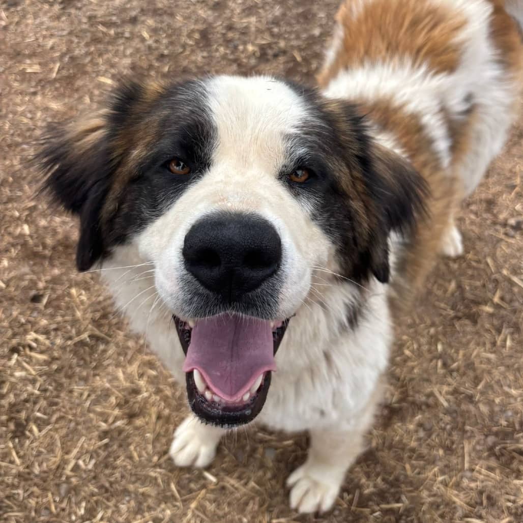 Harley - SAINT BERNARD/MIX available for adoption