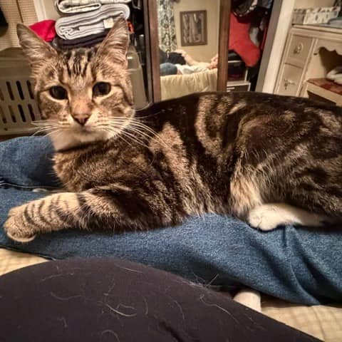Radar - Domestic Shorthair available for adoption