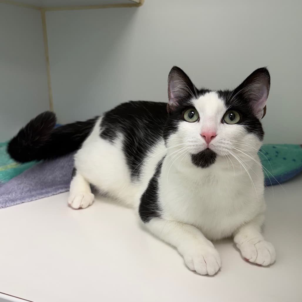 Polar - Domestic Shorthair cat available for adoption at Saskatoon SPCA in Saskatoon