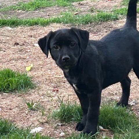 Kerplunk - RETRIEVER, LABRADOR available for adoption