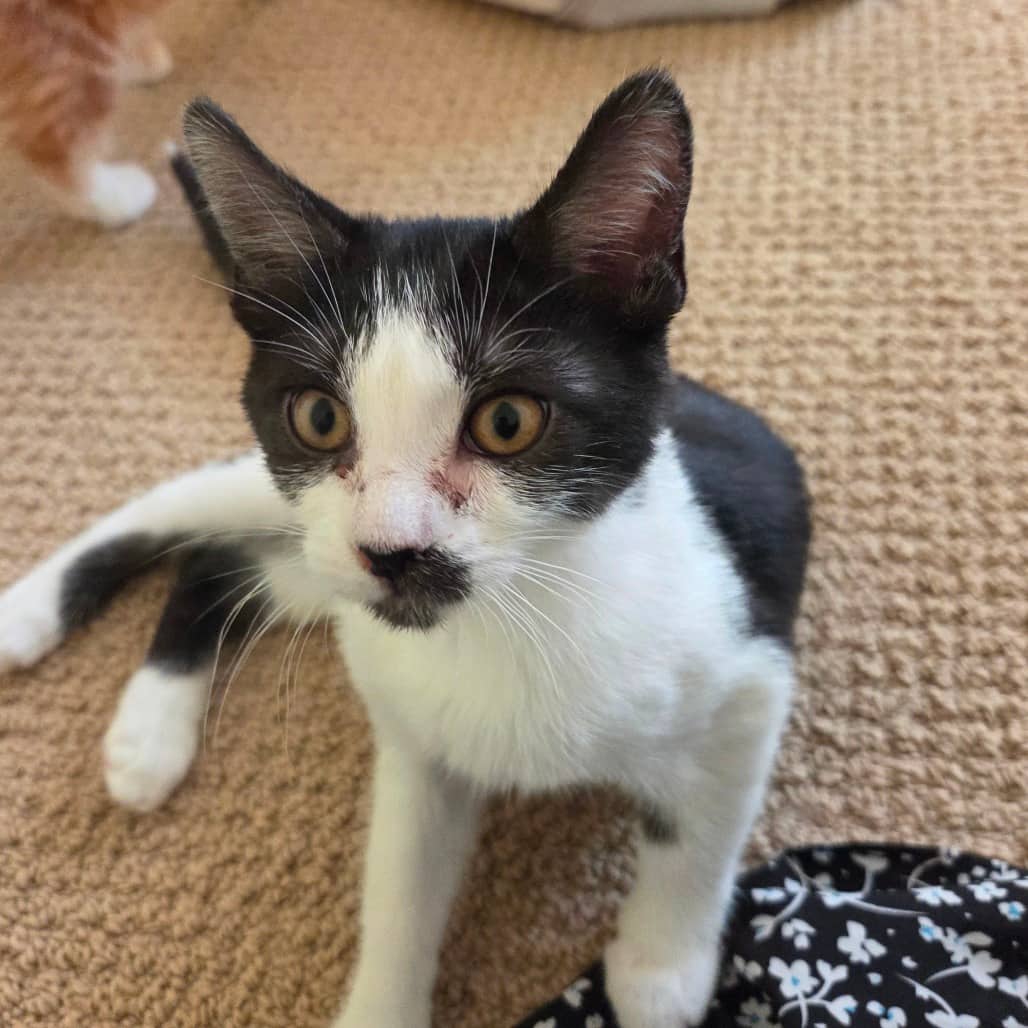 Zebedee - Domestic Shorthair available for adoption