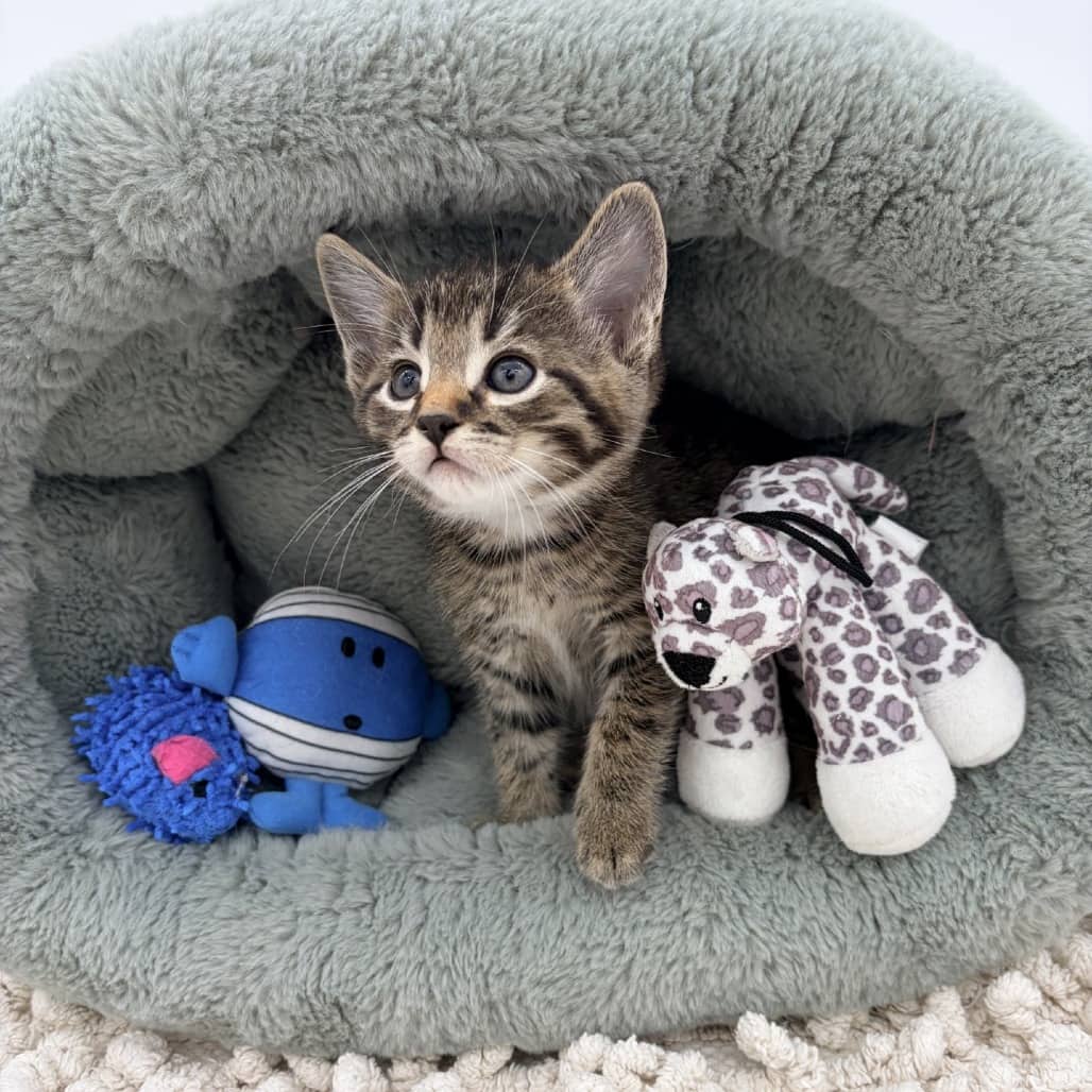 Naan - Domestic Shorthair available for adoption