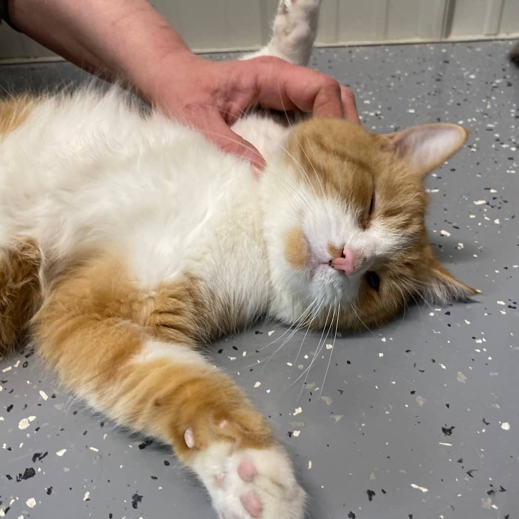 Rudy - Domestic Shorthair available for adoption