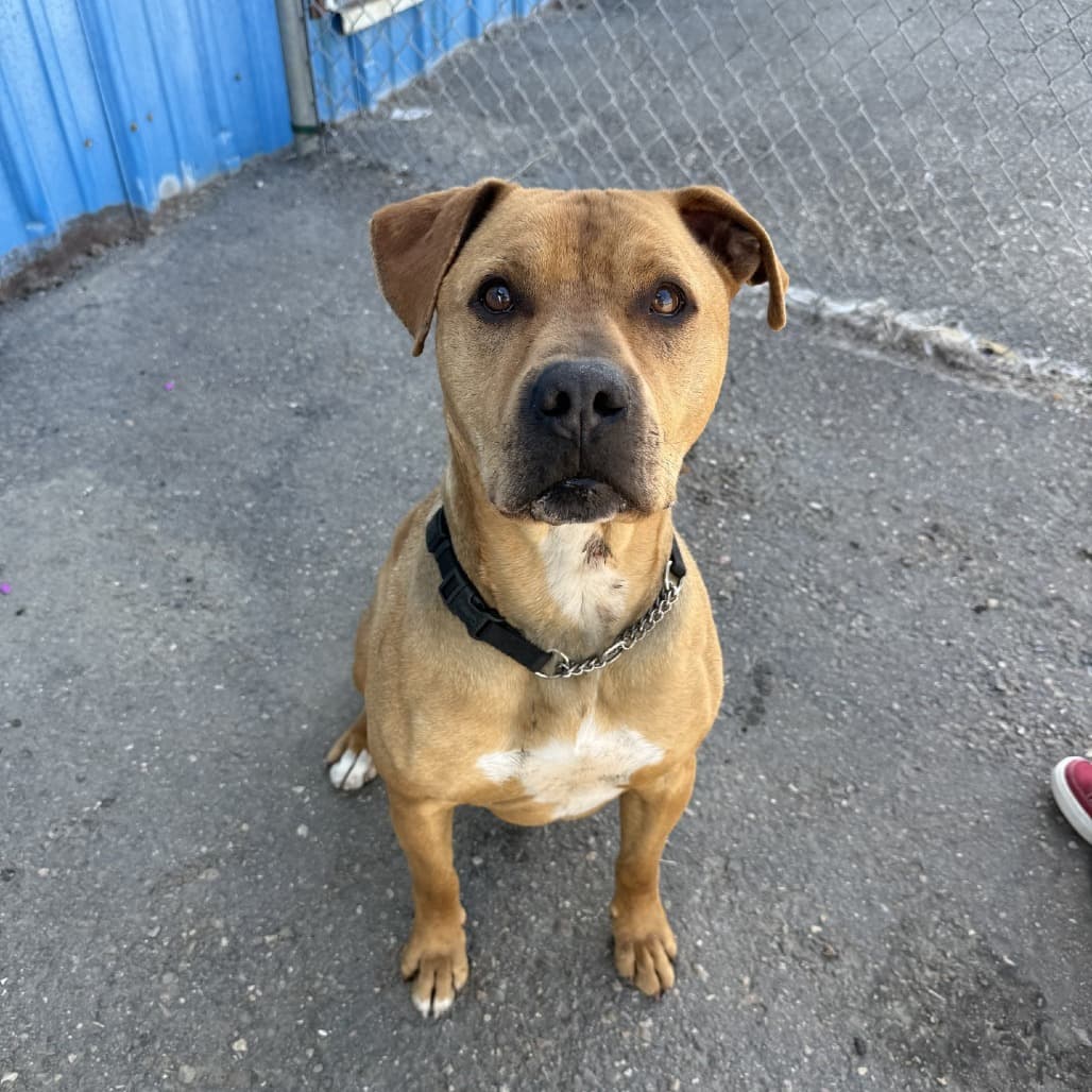 Radar - Terrier, Pit Bull / Mixed Breed (Large) available for adoption