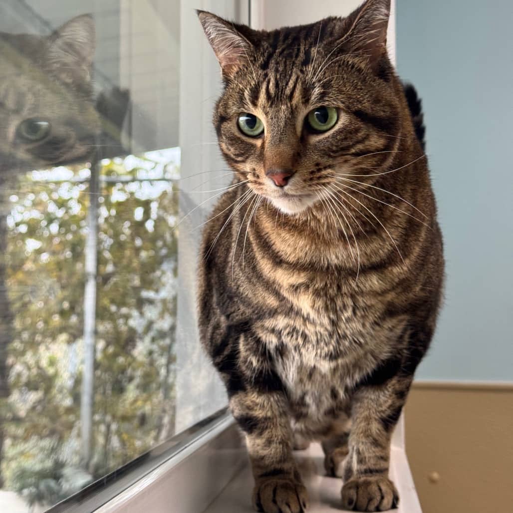 Meowmeow - Domestic Medium Hair cat available for adoption at Prince Albert SPCA in Prince Albert