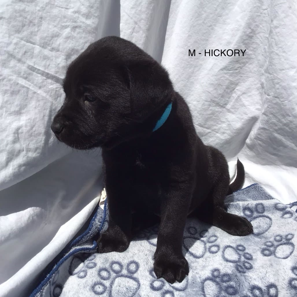 Hickory - Mixed Breed available for adoption