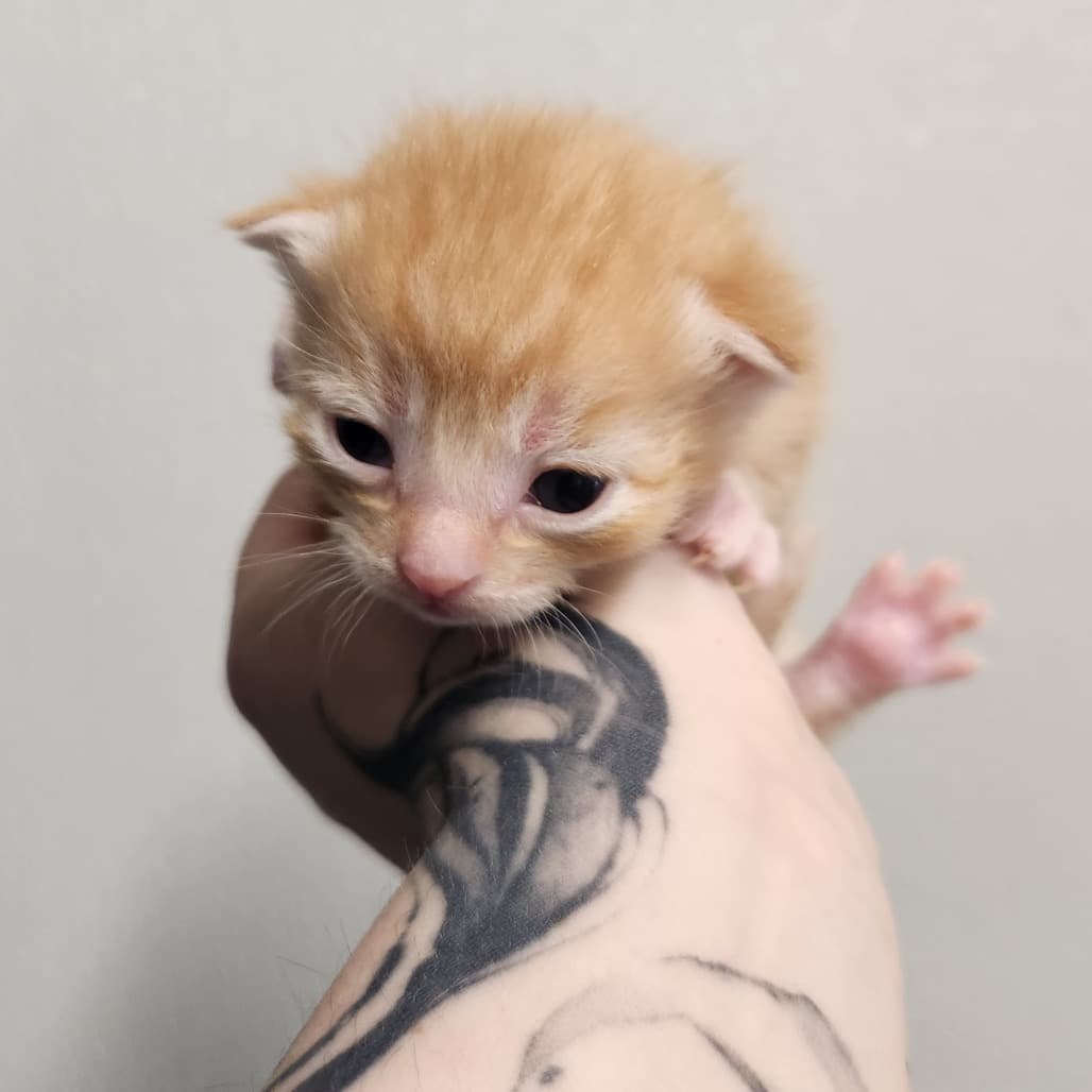 Apple Pie - Domestic Shorthair cat available for adoption at Battlefords Humane Society in Saskatchewan