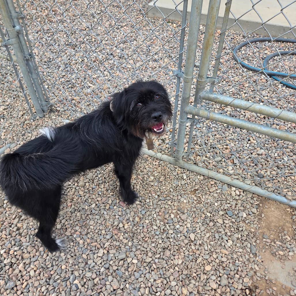 Jinx - Terrier, Wirehaired available for adoption in Saskatchewan
