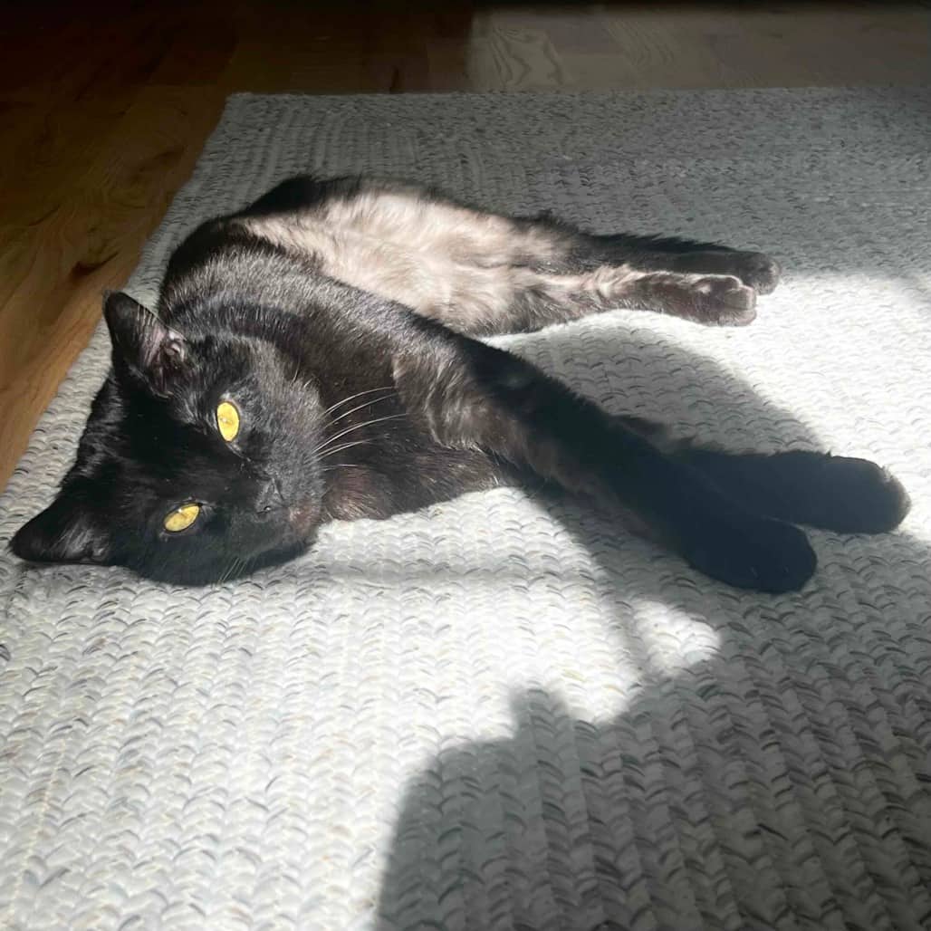 Sid - Domestic Shorthair available for adoption