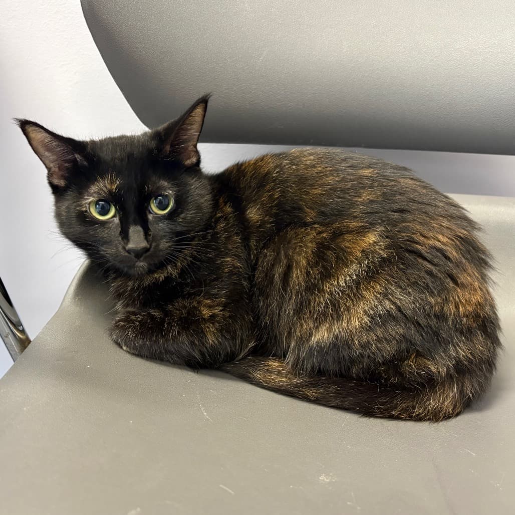Florrie - Domestic Shorthair cat available for adoption at Saskatoon SPCA in Saskatoon