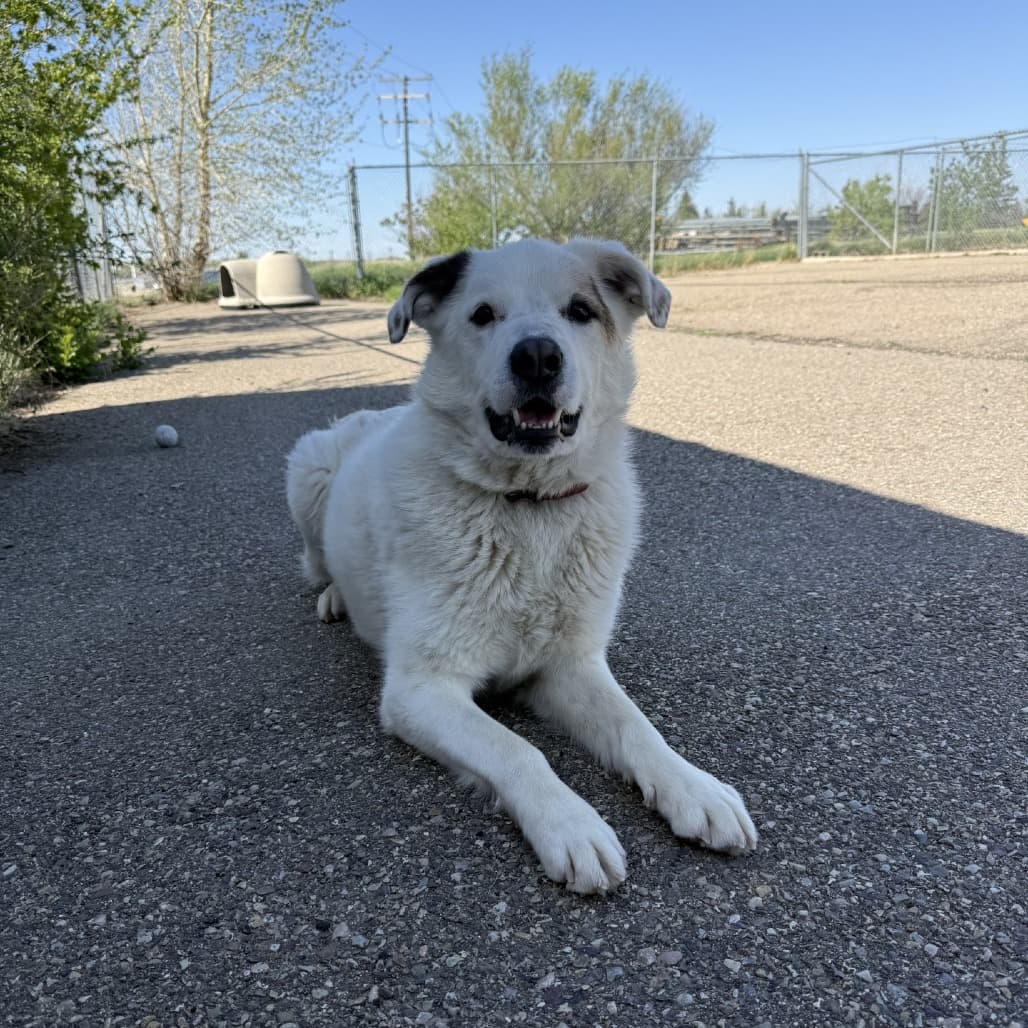 Milo - Mixed Breed (Large) / Pyrenees, Great available for adoption
