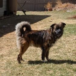 Billy - Mixed Breed available for adoption in Calgary