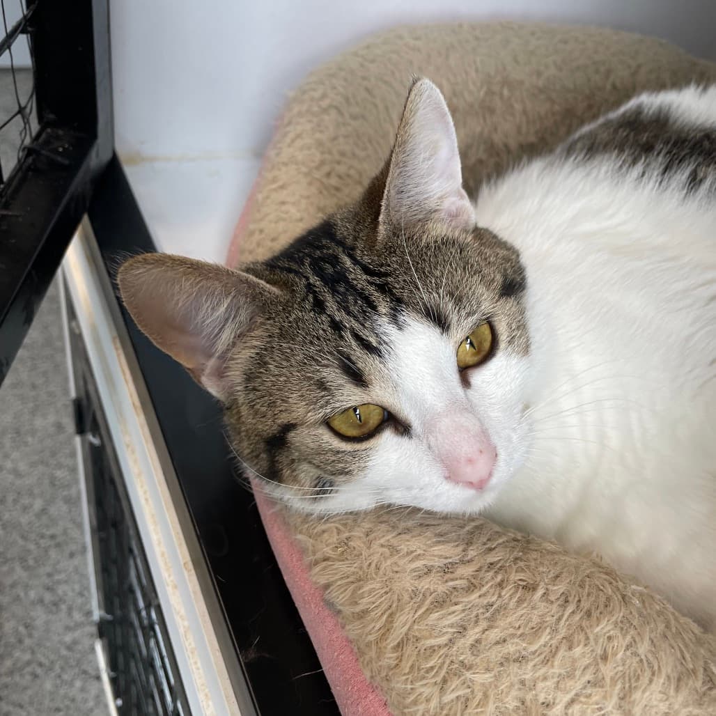 Mayhem - Domestic Shorthair available for adoption