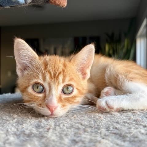 Gecko - Domestic Shorthair available for adoption