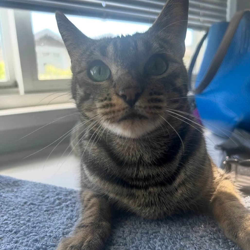 Brianne - Domestic Shorthair cat available for adoption at Vancouver Orphan Kitten Rescue Association in Vancouver