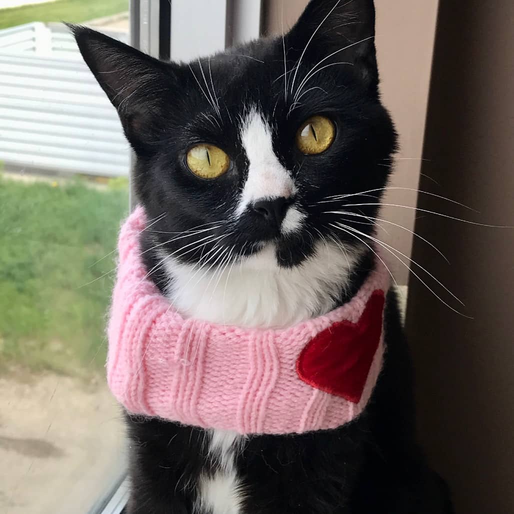 Whiskers - Domestic Shorthair available for adoption
