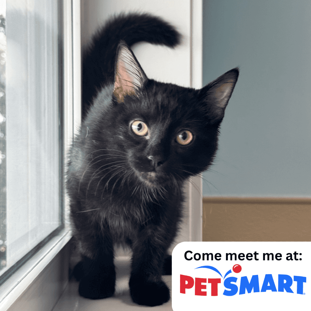 Bop-it - Domestic Shorthair available for adoption