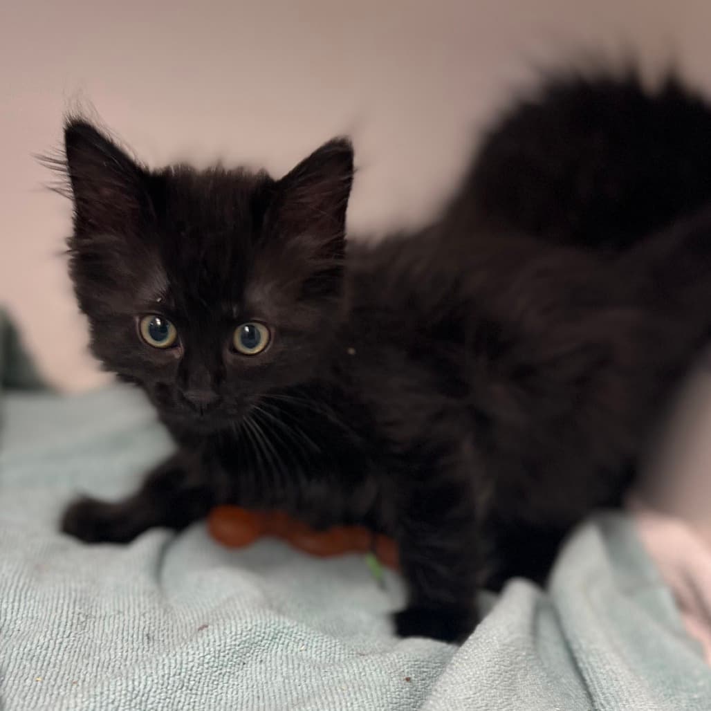 Stefan - Domestic Shorthair cat available for adoption at Border Paws Animal Shelter in Lloydminster