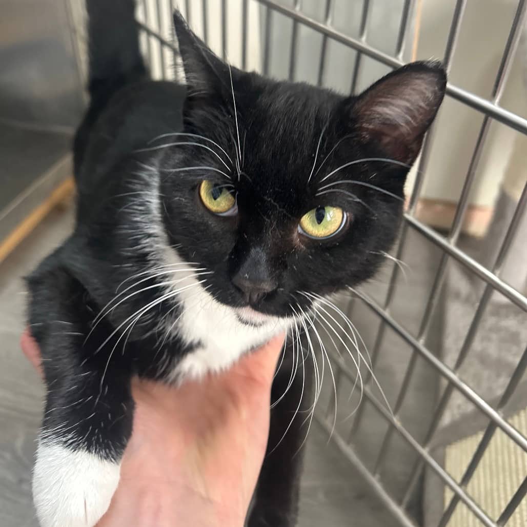 Ozzie - Domestic Shorthair cat available for adoption at SCARS in Edmonton