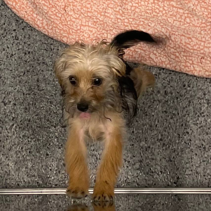 Miss Magnitude - Terrier, Yorkshire, Yorkie available for adoption in Saskatchewan