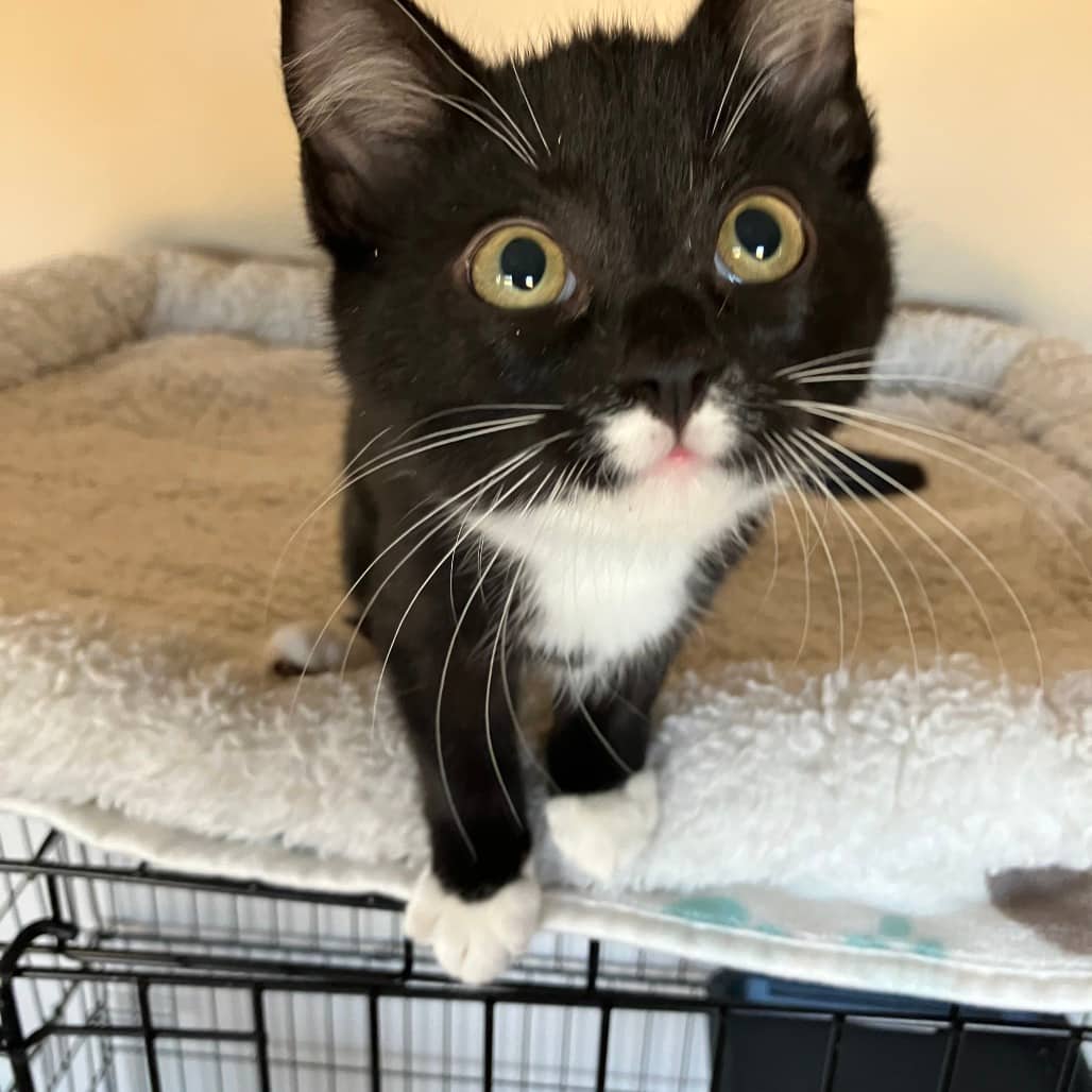Tuxxy - Domestic Shorthair cat available for adoption at SCARS in Edmonton (1 of 6)
