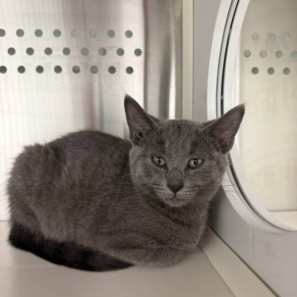 Pip - Domestic Shorthair available for adoption