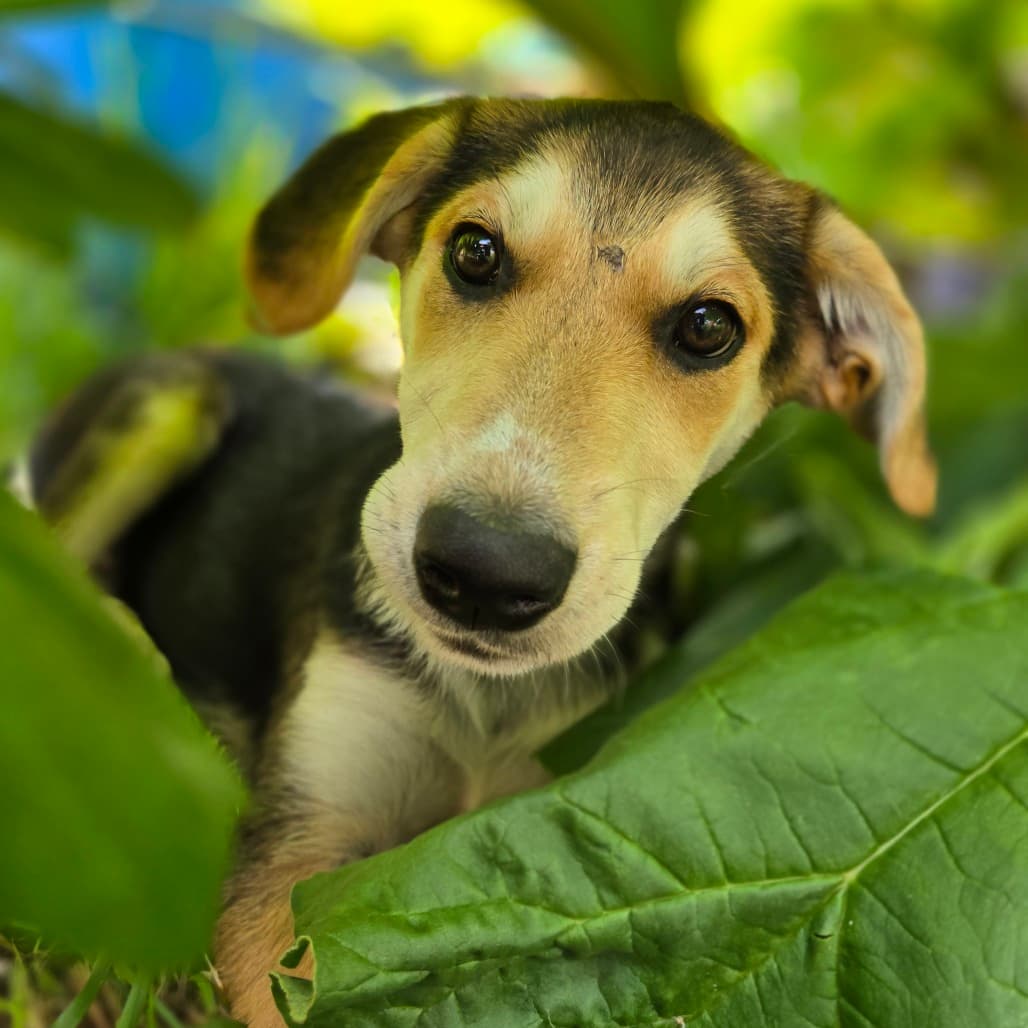Leslie Knope - SHEPHERD available for adoption