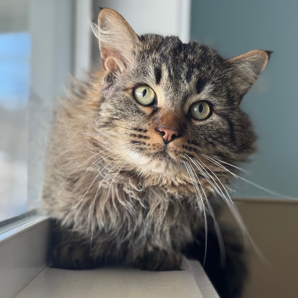 Yondu - Domestic Longhair cat available for adoption in Calgary