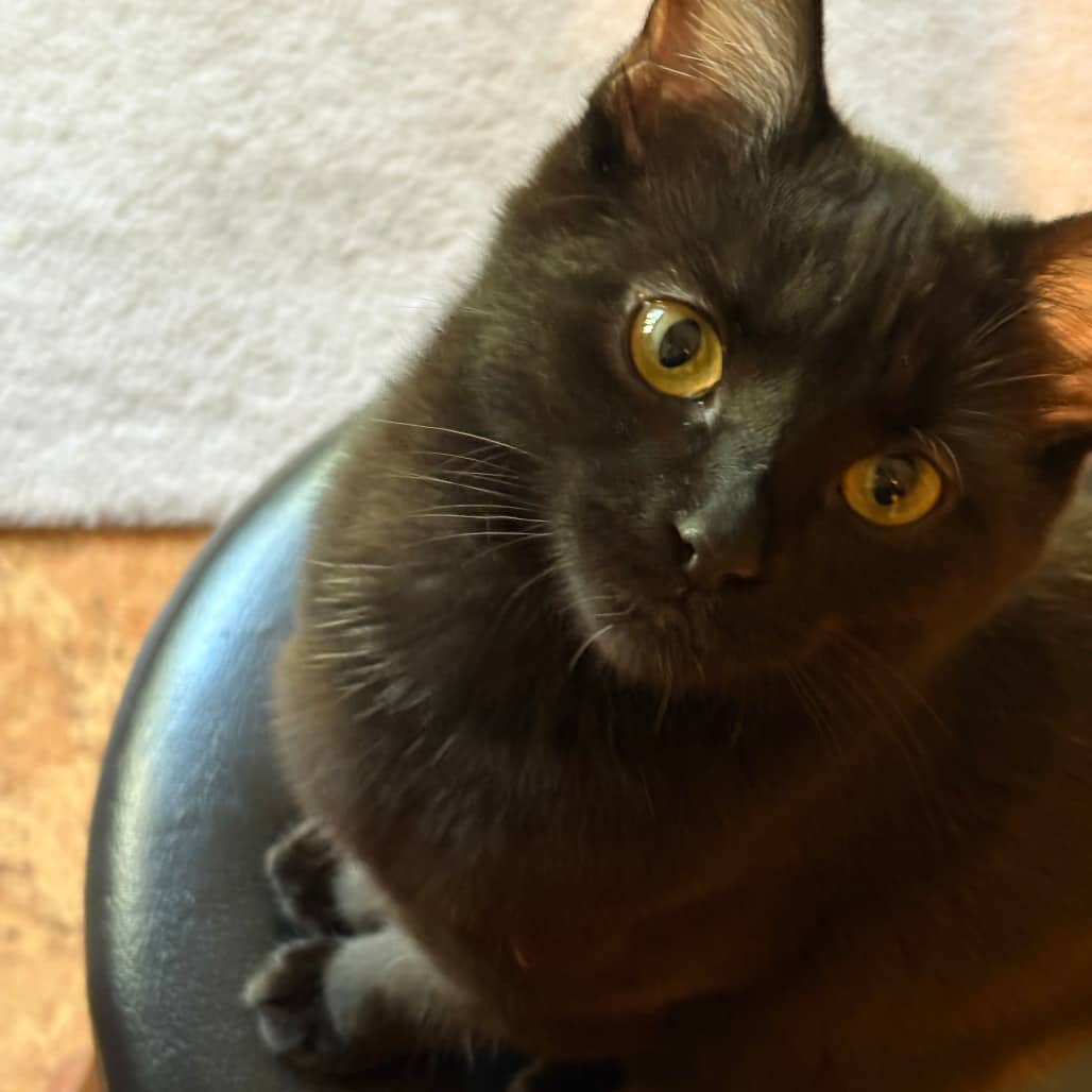 Pepper - Domestic Shorthair available for adoption