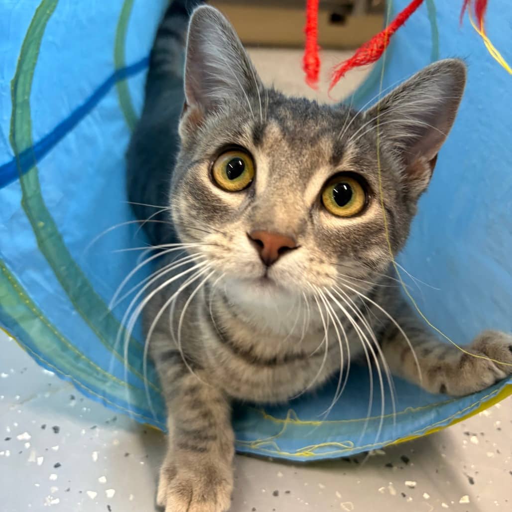 Delilah - Domestic Shorthair available for adoption