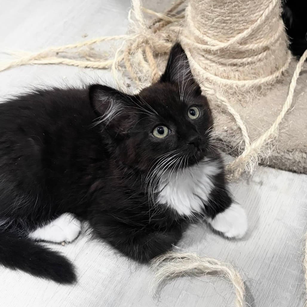 Baxter - Domestic Medium Hair cat available for adoption at Vancouver Orphan Kitten Rescue Association in Vancouver