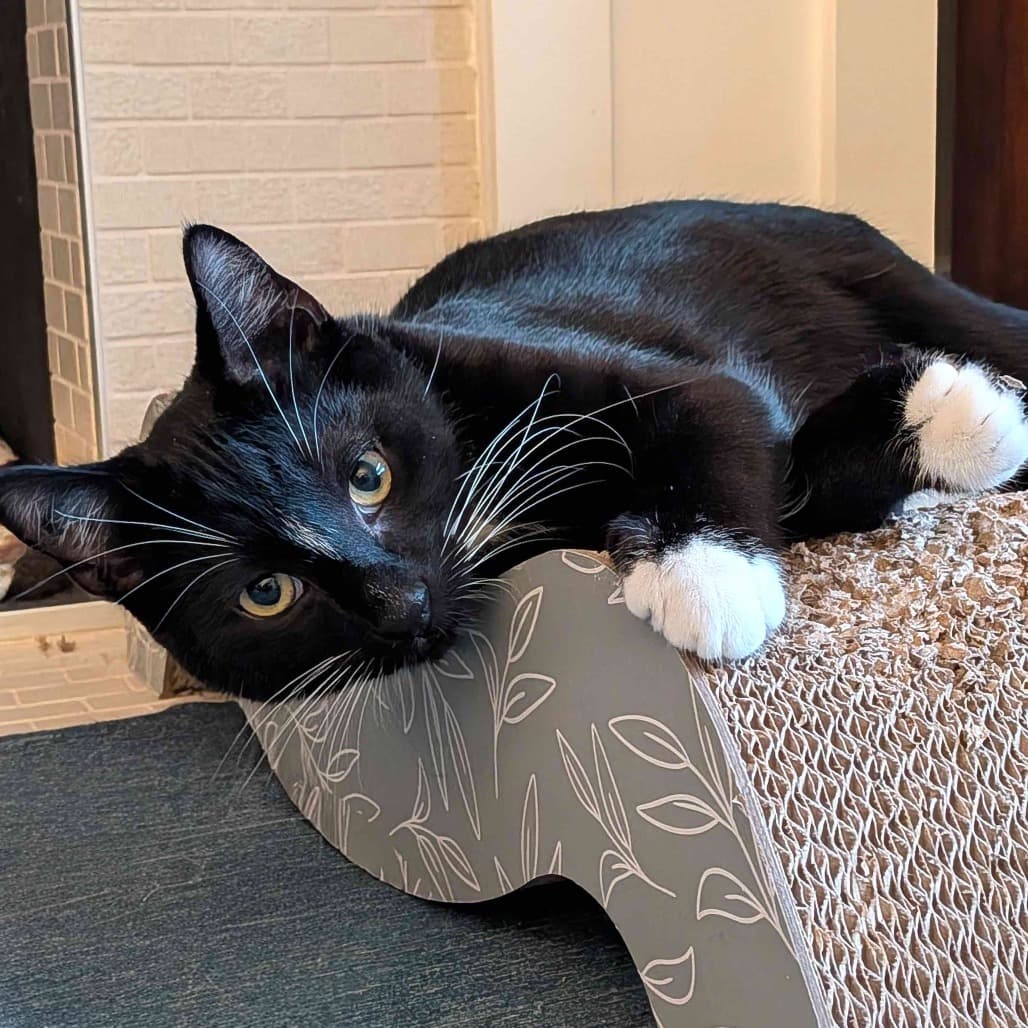 Steven - Domestic Shorthair cat available for adoption at Vancouver Orphan Kitten Rescue Association in British Columbia