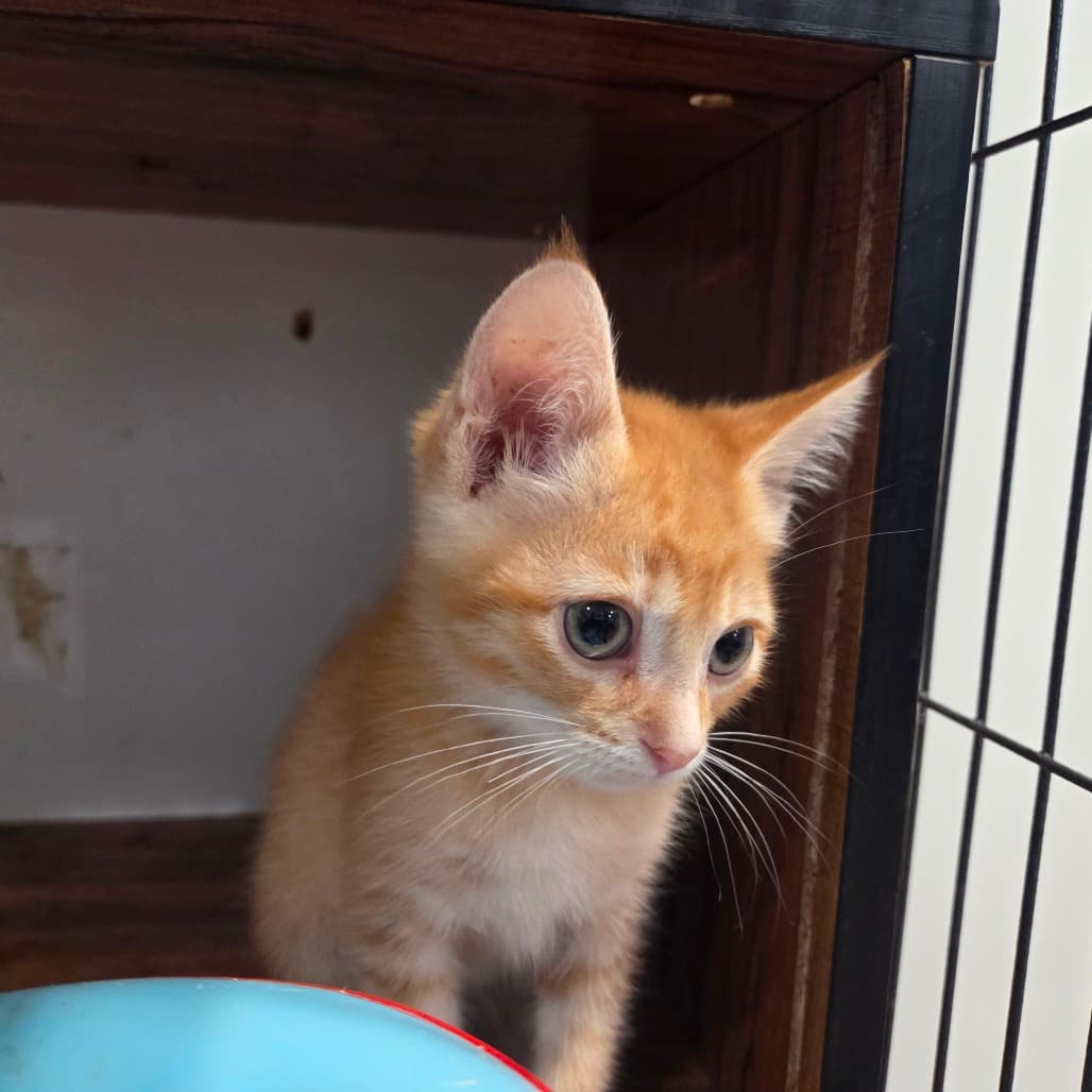 Apple Pie - Domestic Shorthair available for adoption