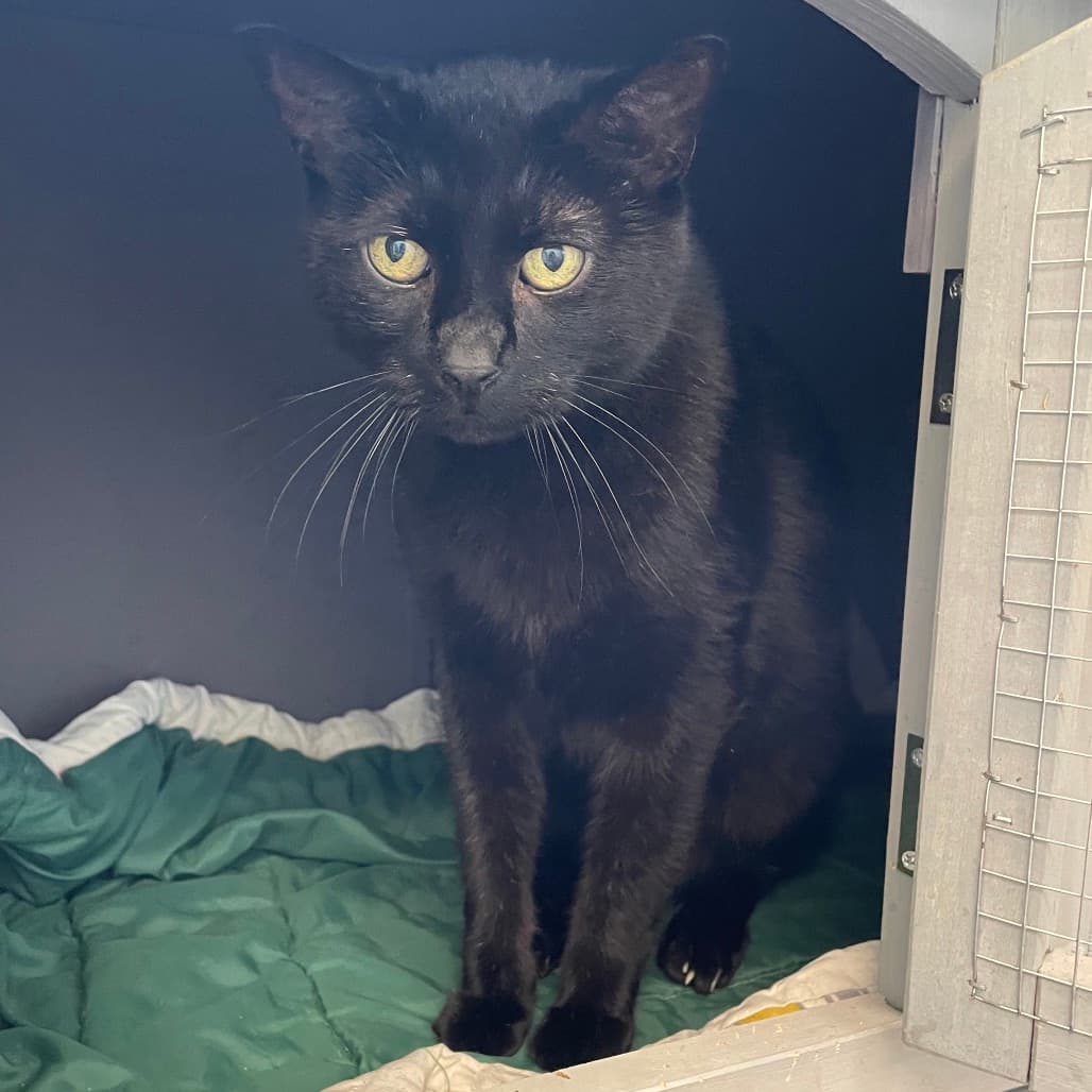 Eggbert - Domestic Shorthair cat available for adoption at Battlefords Humane Society in North Battleford