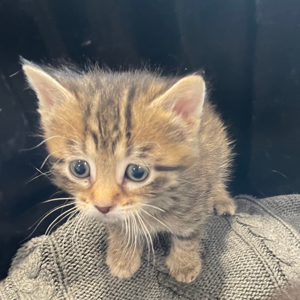 Monica - Domestic Shorthair cat available for adoption at Battlefords Humane Society in North Battleford