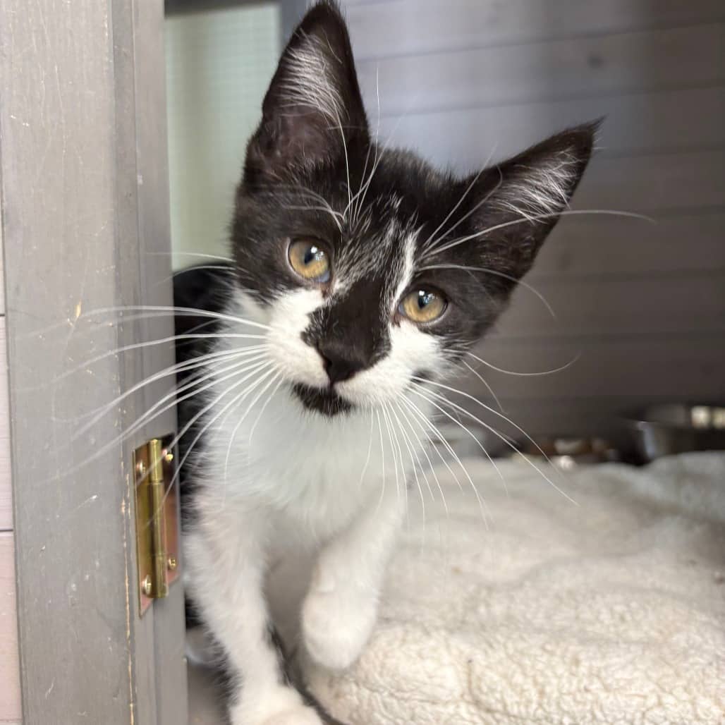 Selina - Domestic Shorthair / Domestic Shorthair available for adoption