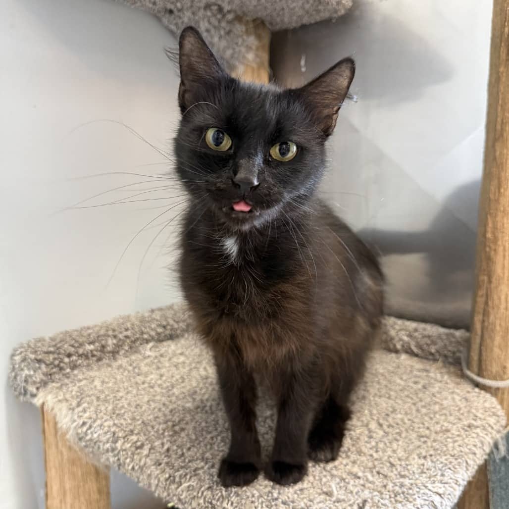 Rhinny - Domestic Medium Hair available for adoption