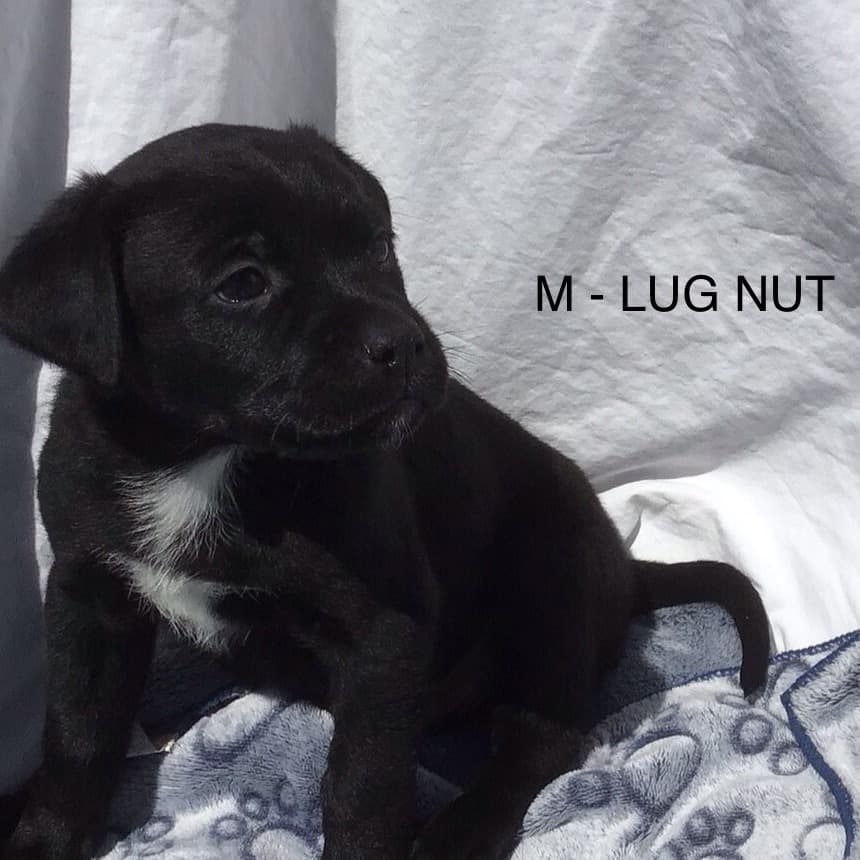 Lug Nut - Mixed Breed available for adoption