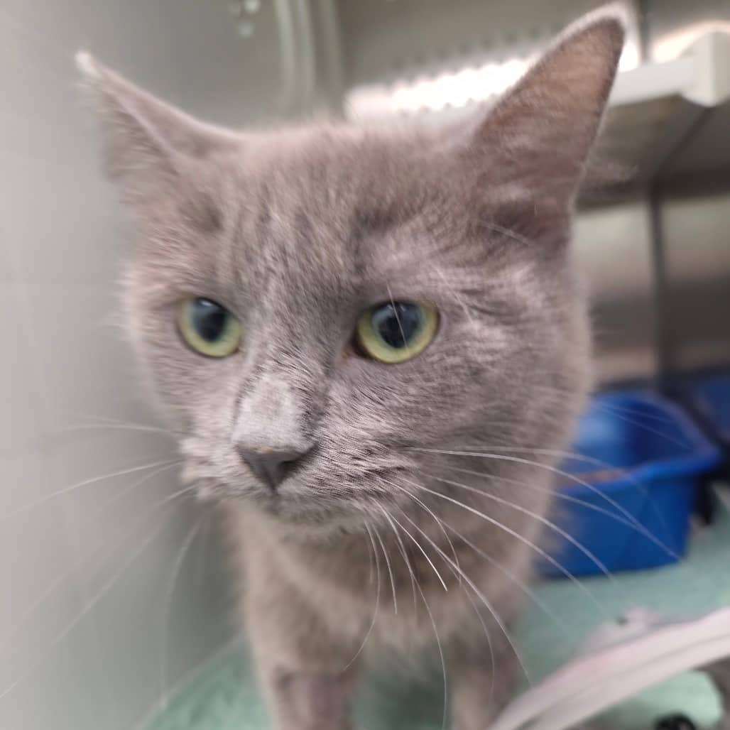 Sandwich - Domestic Medium Hair cat available for adoption at Saskatoon SPCA in Saskatoon