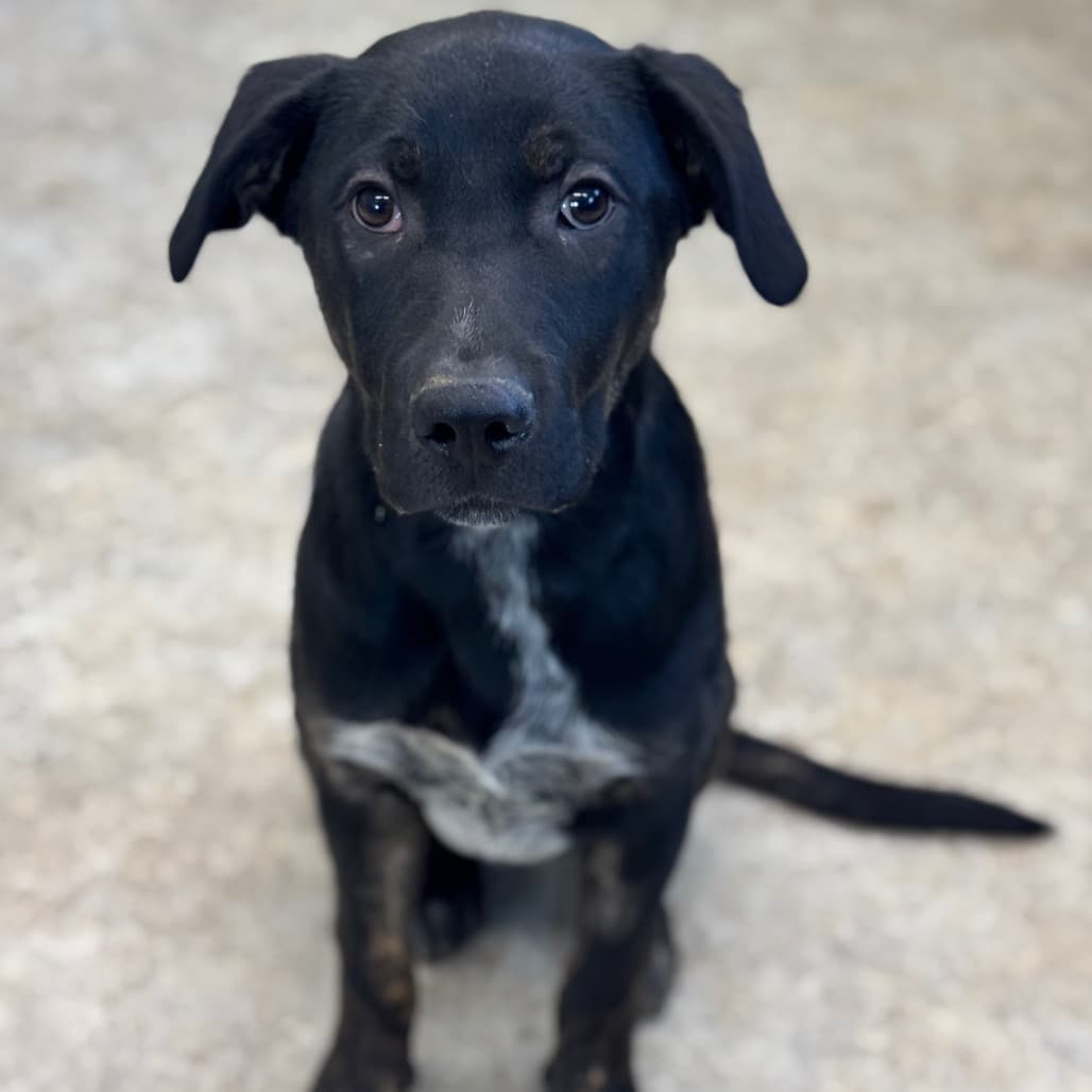 Camilla - Mixed Breed (Medium) available for adoption in Calgary