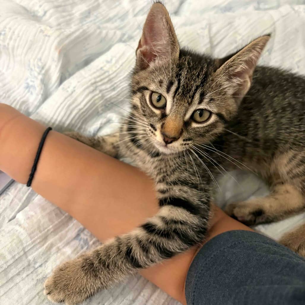Linguine - Domestic Shorthair cat available for adoption in British Columbia