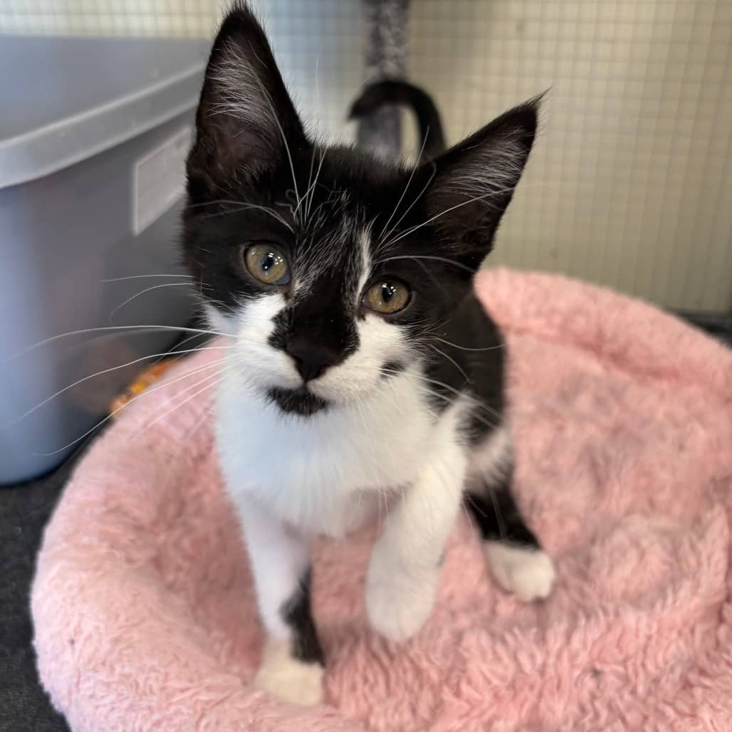 Selina - Domestic Shorthair / Domestic Shorthair cat available for adoption at North East SPCA in Melfort