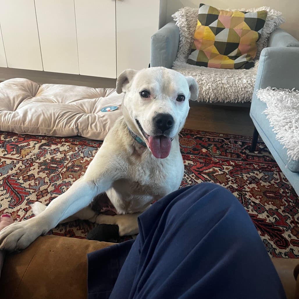 Missy Loo - TERRIER, PIT BULL/MIX available for adoption at SCARS in Calgary