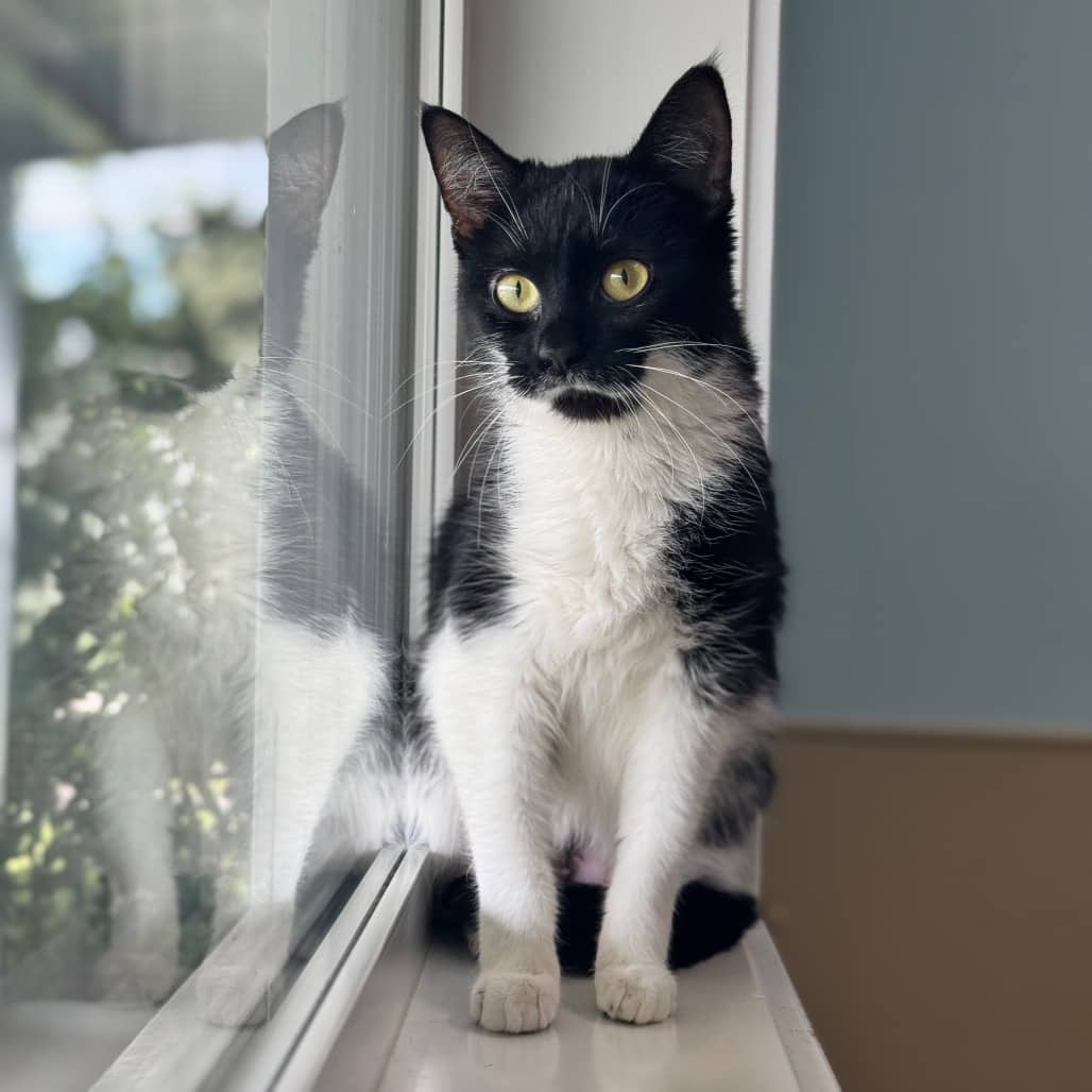 Sasha - Domestic Shorthair available for adoption