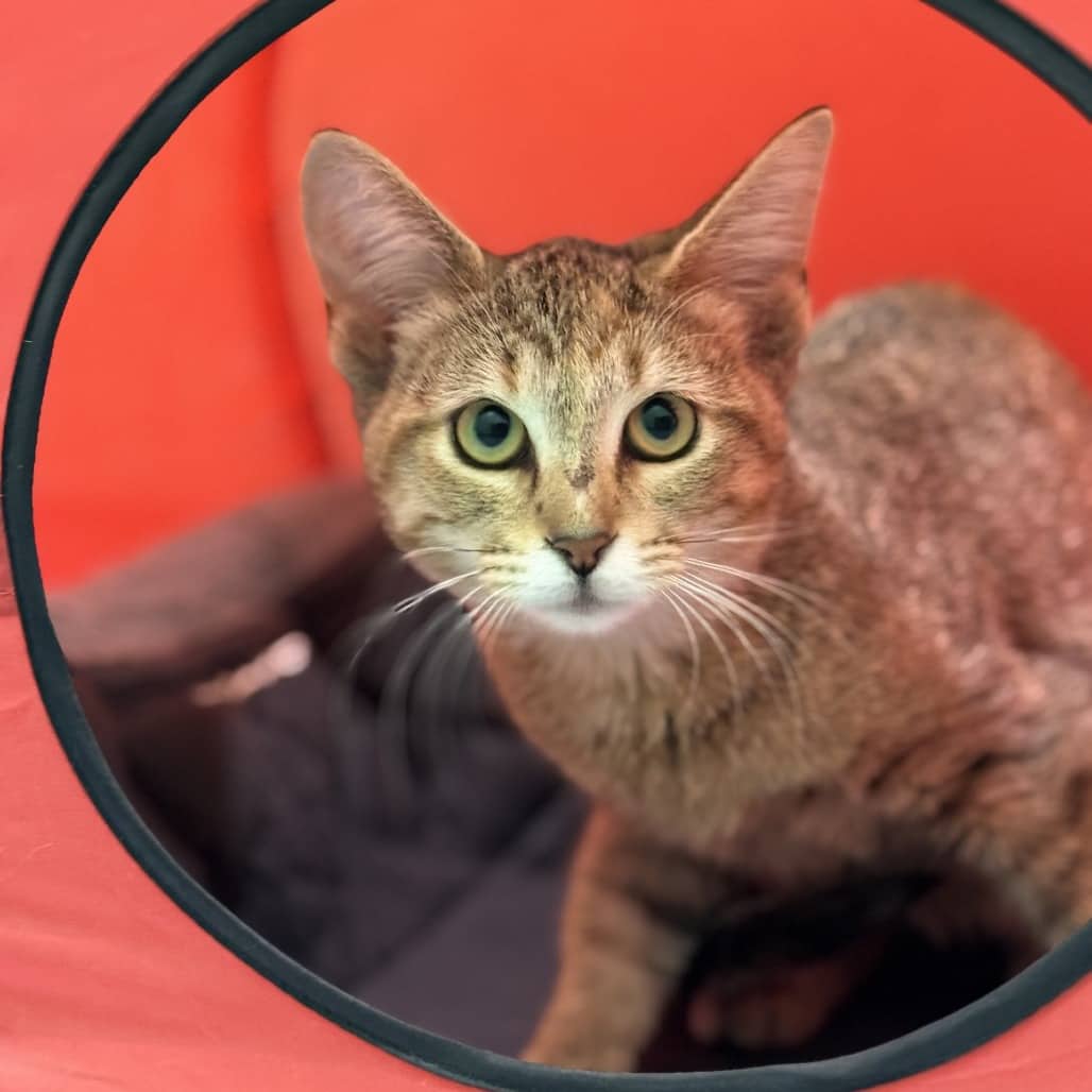 Cinnamon - Domestic Shorthair available for adoption